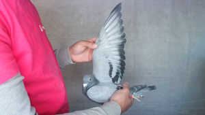 Pigeon image