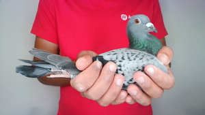 Pigeon image