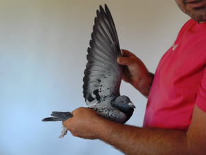 Pigeon image