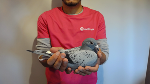 Pigeon image