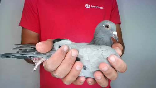 Pigeon image