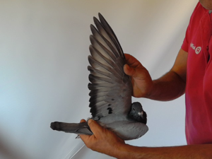 Pigeon image