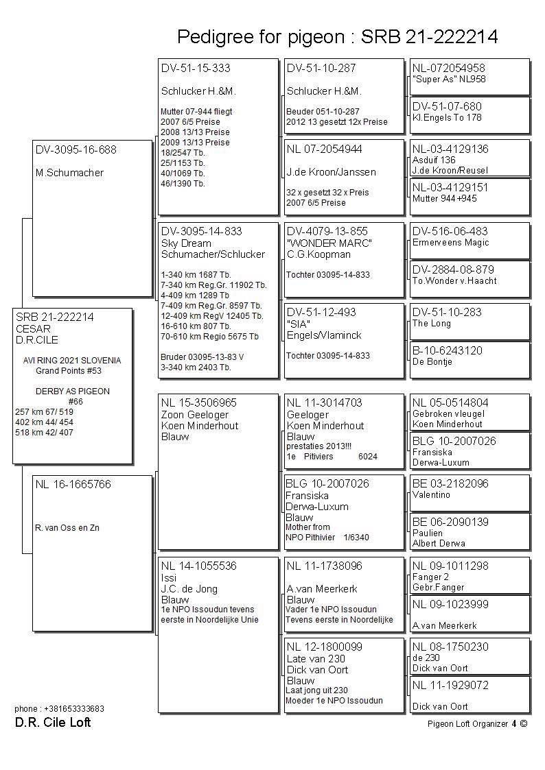 Pigeon pedigree image