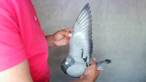 Pigeon image