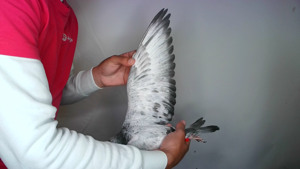 Pigeon image