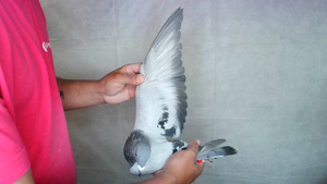Pigeon image