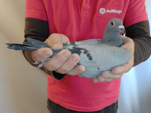 Pigeon image