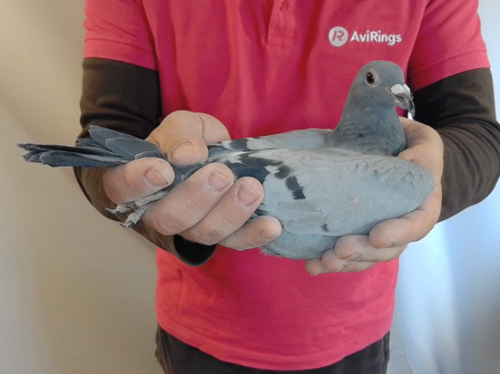 Pigeon image