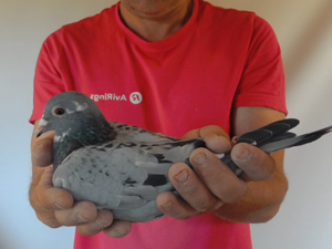 Pigeon image
