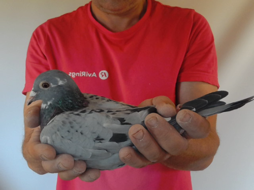 Pigeon image