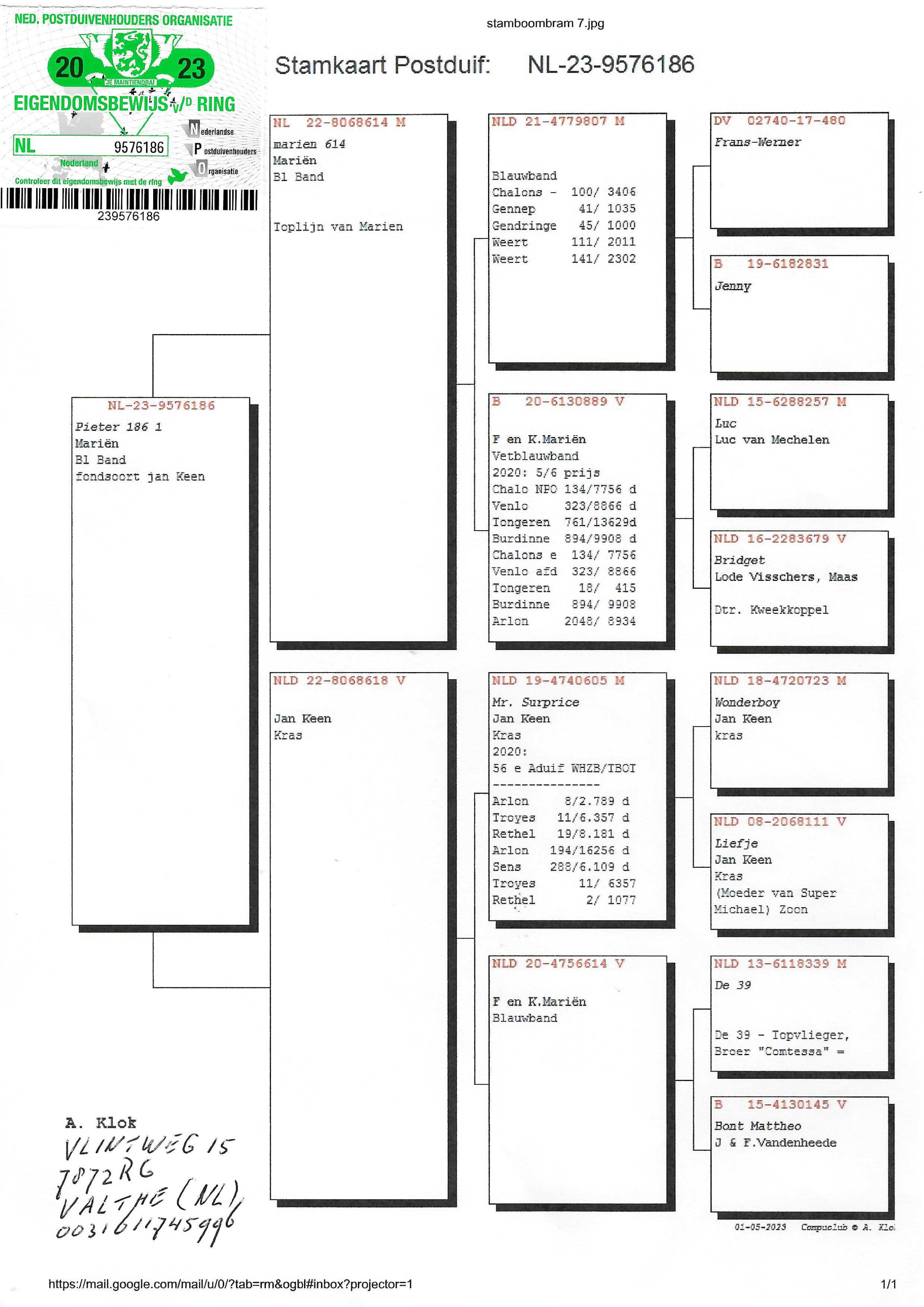 Pigeon pedigree image