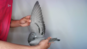 Pigeon image