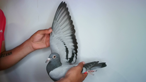 Pigeon image