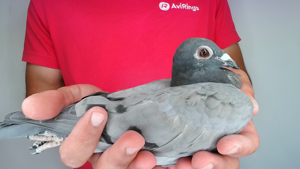 Pigeon image