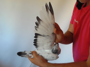 Pigeon image