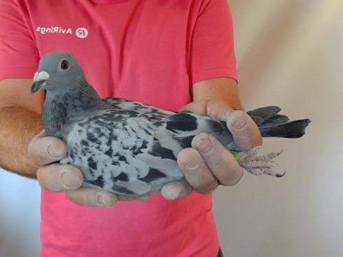 Pigeon image