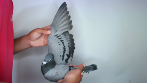 Pigeon image