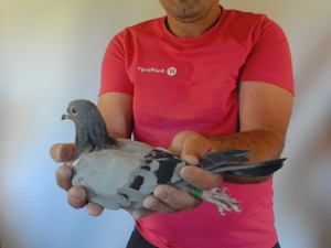 Pigeon image