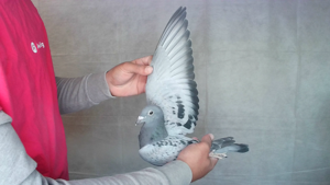 Pigeon image