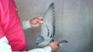 Pigeon image
