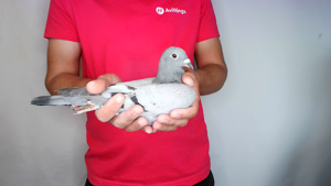Pigeon image
