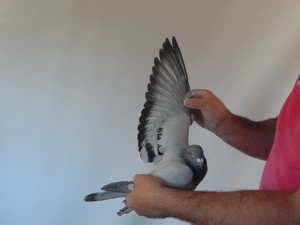 Pigeon image