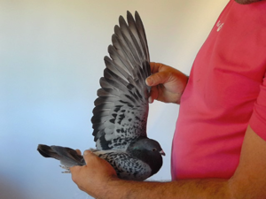 Pigeon image