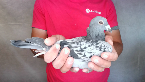 Pigeon image