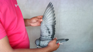 Pigeon image