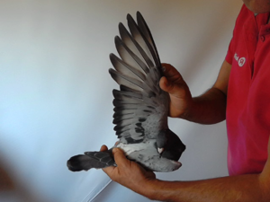 Pigeon image