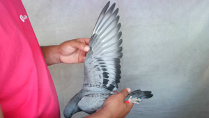 Pigeon image
