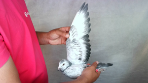 Pigeon image