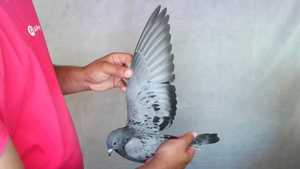 Pigeon image