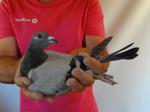 Pigeon image