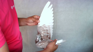 Pigeon image