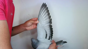 Pigeon image