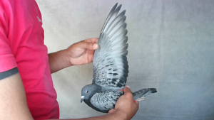 Pigeon image