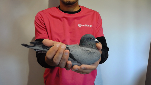 Pigeon image