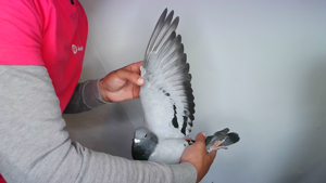 Pigeon image