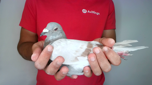 Pigeon image