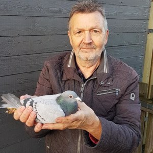 Pigeon image