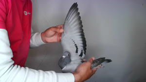 Pigeon image