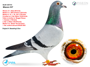 Pigeon image