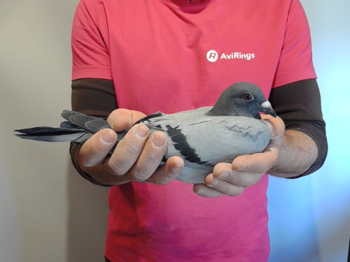 Pigeon image