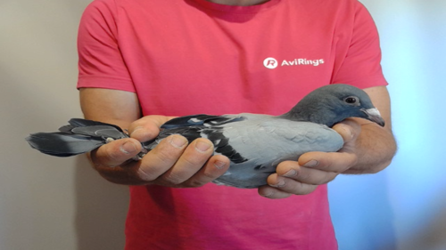 Pigeon image