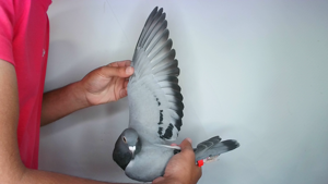 Pigeon image