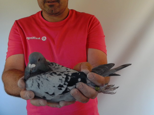 Pigeon image