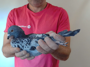 Pigeon image
