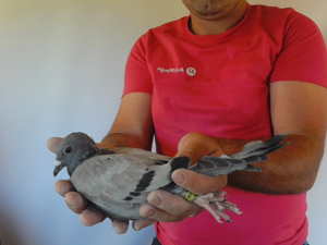 Pigeon image