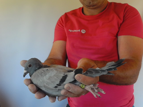 Pigeon image
